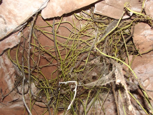 B167TapadoraSimpleAritjols Pequeo