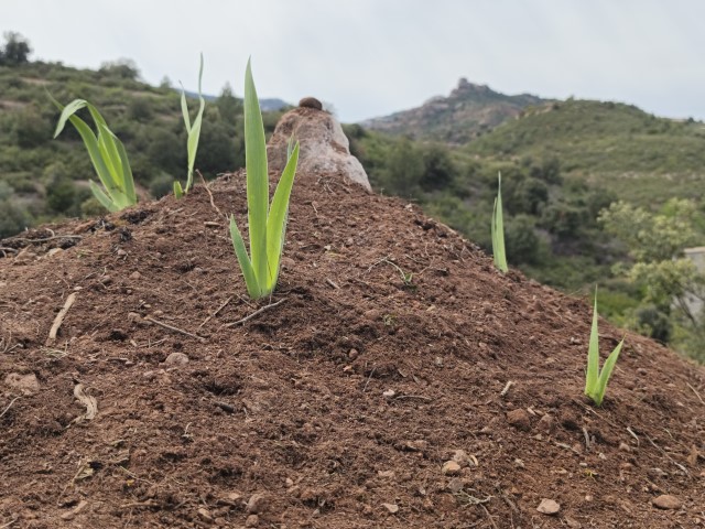 B483LlirisCastellDePera Pequeo