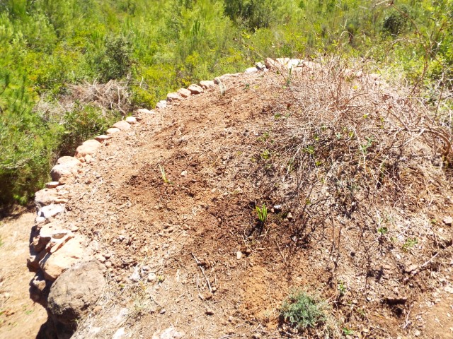 B426PrimersLliris Pequeo