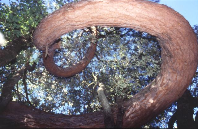 as pins cargolats 1997 small